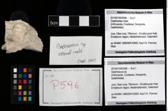 Foto (Objekt + Etikett) von Gastrosacus sp.  (NHMW-GEO-2014-0194-0596)